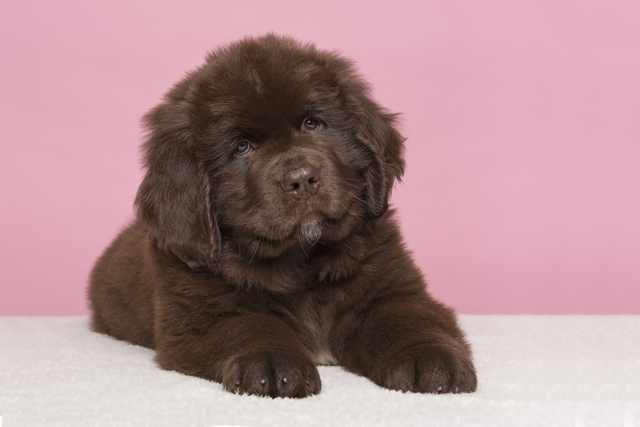 ニューファンドランドの子犬