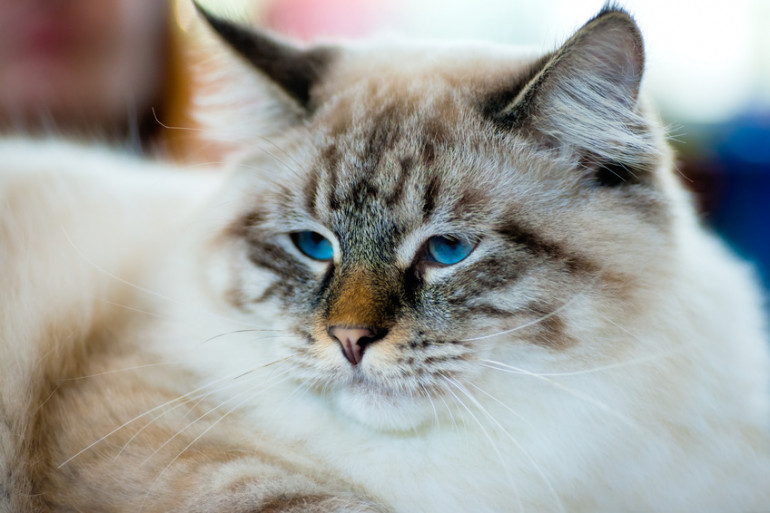 猫のテディベア ラガマフィンの性格や特徴は みんなのペットライフ 猫のテディベア ラガマフィンの性格や特徴は みんなのペットライフ