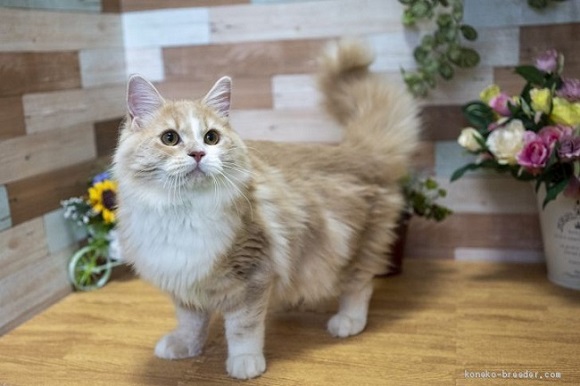 猫のテディベア ラガマフィンの性格や特徴は みんなのペットライフ 猫のテディベア ラガマフィンの性格や特徴は みんなのペットライフ