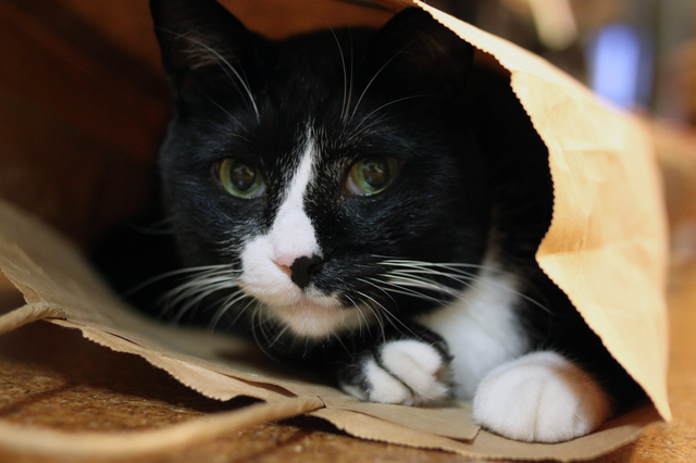 紙袋の中の猫