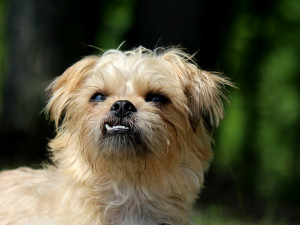 ブリュッセルグリフォンの性格は 犬種の特徴や飼い方のポイントについて みんなのペットライフ ブリュッセルグリフォンの性格は 犬種の特徴や飼い方のポイントについて みんなのペットライフ