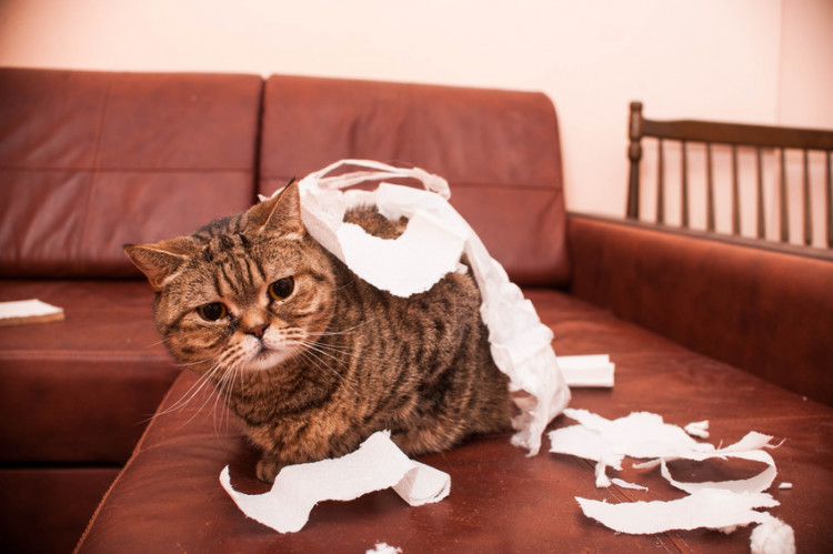 猫がティッシュで遊ぶ理由は いたずら対策や食べてしまったときの対処法 みんなのペットライフ
