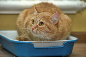 猫の介護の内容と方法 老猫のお世話を考えよう みんなのペットライフ 猫の介護の内容と方法 老猫のお世話を考えよう みんなのペットライフ