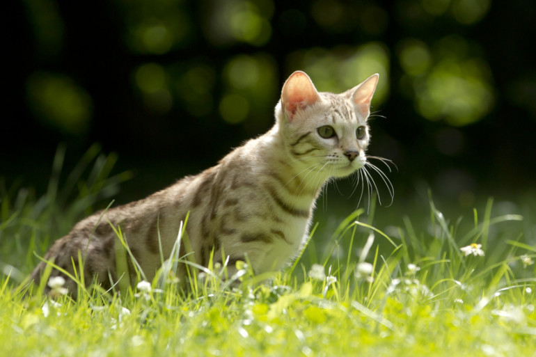 猫が帰ってこない 帰ってこないときに考えられる理由と探し方を解説します みんなのペットライフ