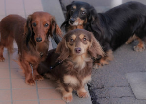 犬も毛づくろいするの 毛づくろいの理由と覚えておきたいポイント みんなのペットライフ