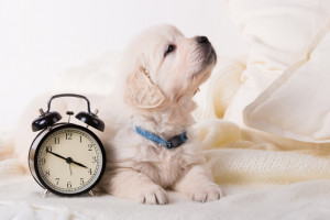 犬の嫌いな音ってどんな音 パニックに陥ると危険 犬が音を嫌がったときの対処法 みんなのペットライフ 犬の嫌いな音ってどんな音 パニックに陥ると危険 犬が音を嫌がったときの対処法 みんなのペットライフ