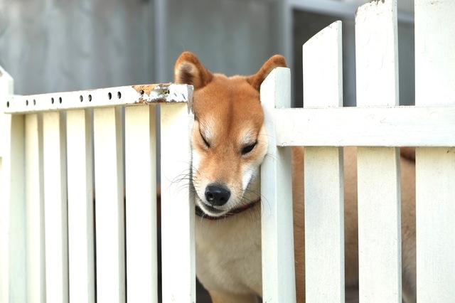 外に出たい柴犬