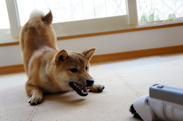 掃除機に吠える柴犬