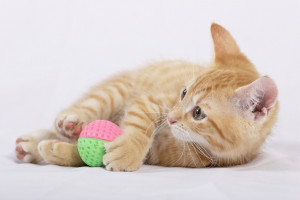 かわいいけど 意外と痛い猫キック どうして けりけり するの 理由をご紹介します みんなのペットライフ かわいいけど 意外と痛い猫キック どうして けりけり するの 理由をご紹介します みんなのペットライフ