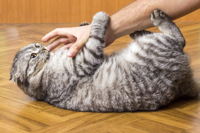 飼い主にキックをする猫