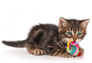 かわいいけど 意外と痛い猫キック どうして けりけり するの 理由をご紹介します みんなのペットライフ かわいいけど 意外と痛い猫キック どうして けりけり するの 理由をご紹介します みんなのペットライフ