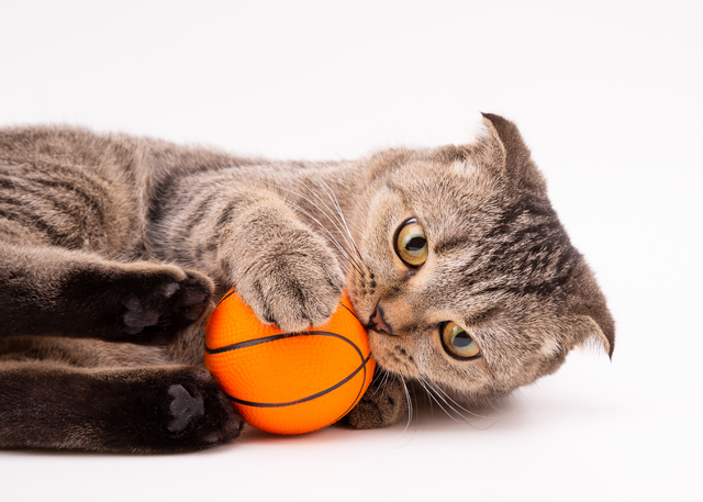 ボールにキックをする猫