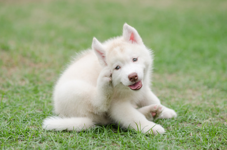 顔をかくシベリアンハスキーの子犬