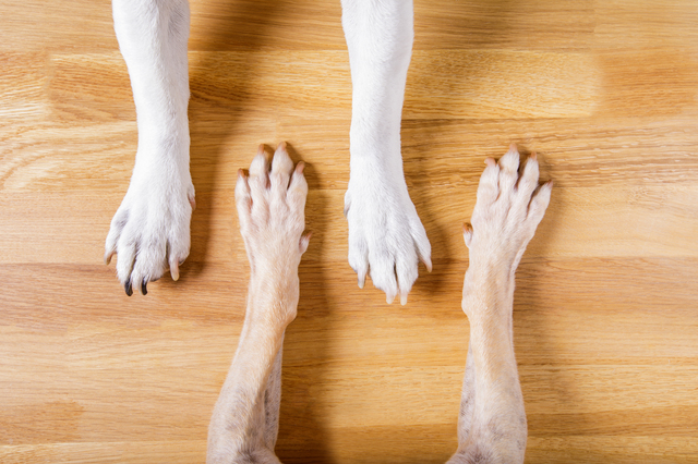 犬の 狼爪 ろうそう ってご存知ですか 実はある犬とない犬がいるのです みんなのペットライフ