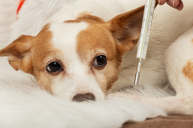 具合の悪そうな子犬