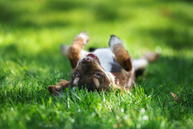 散歩中に犬が道端の草を食べるのはなぜ 草は食べさせてもいいの みんなのペットライフ