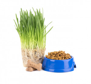 散歩中に犬が道端の草を食べるのはなぜ 草は食べさせてもいいの みんなのペットライフ 散歩中に犬が道端の草を食べるのはなぜ 草は食べさせてもいいの みんなのペットライフ