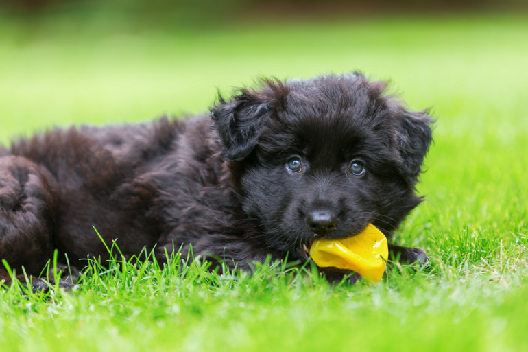 散歩中に犬が道端の草を食べるのはなぜ 草は食べさせてもいいの みんなのペットライフ