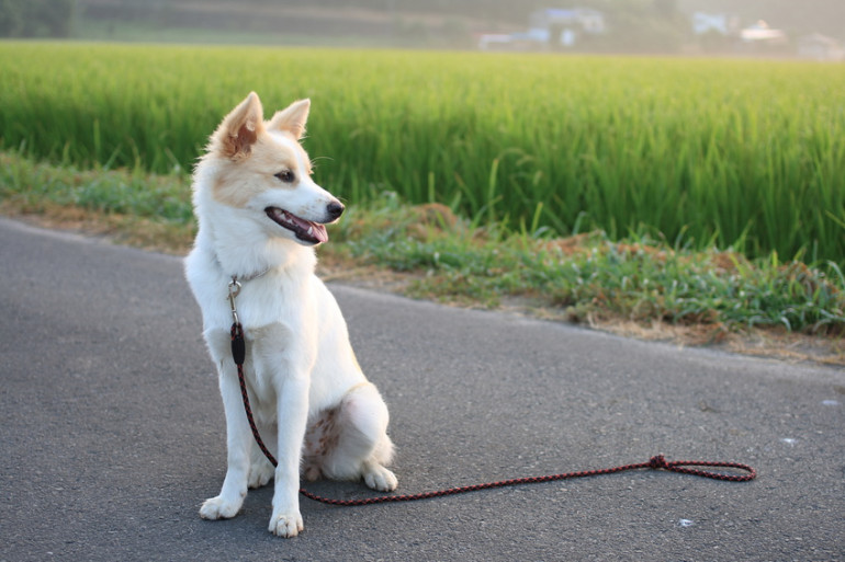 散歩中に犬が道端の草を食べるのはなぜ 草は食べさせてもいいの みんなのペットライフ