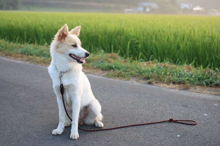 散歩中の犬