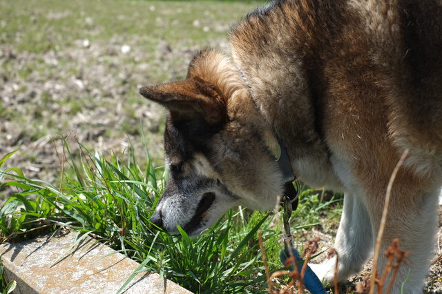 散歩中に犬が道端の草を食べるのはなぜ 草は食べさせてもいいの みんなのペットライフ