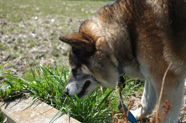 草を食べる犬