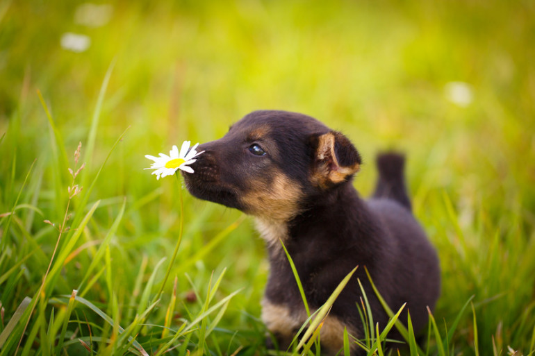 花のにおいを嗅ぐ子犬
