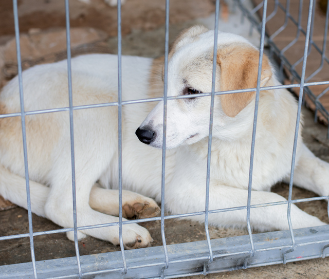 収容されている犬