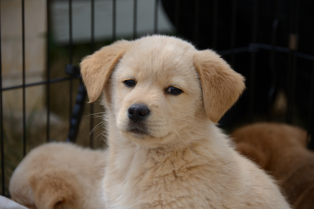 さびしそうな目の子犬