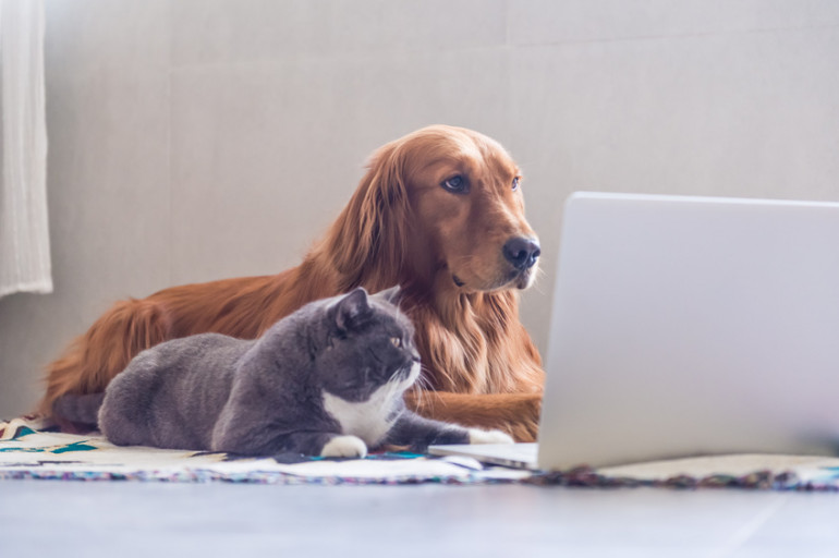 犬と猫がノートPCを見ている
