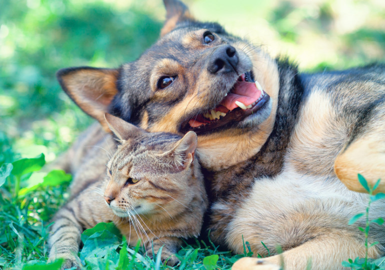 寄り添う犬と猫