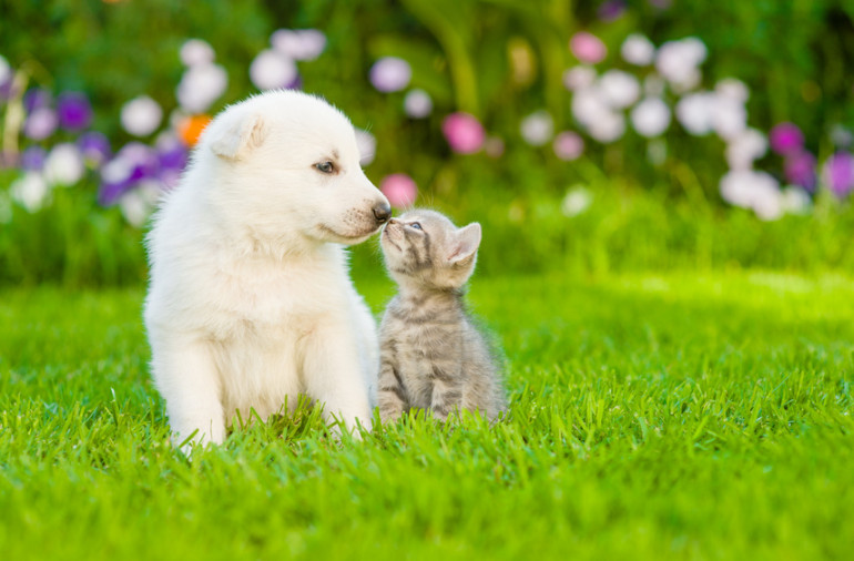 たわむれる子犬と子猫