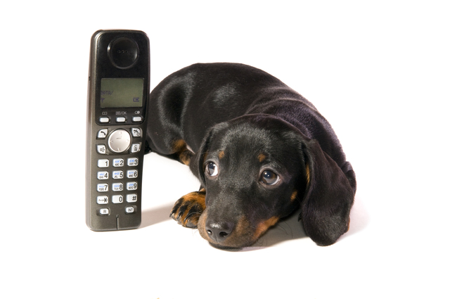 電話と子犬