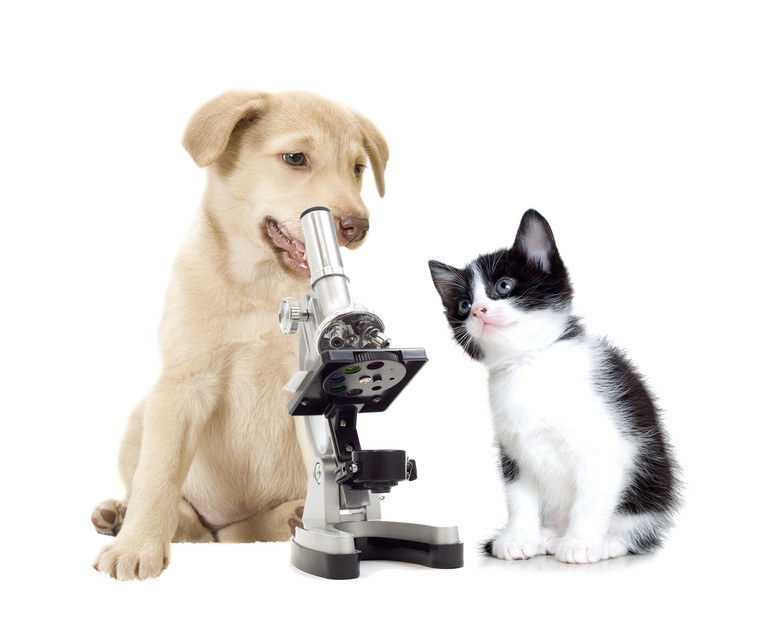 顕微鏡をのぞく犬と猫
