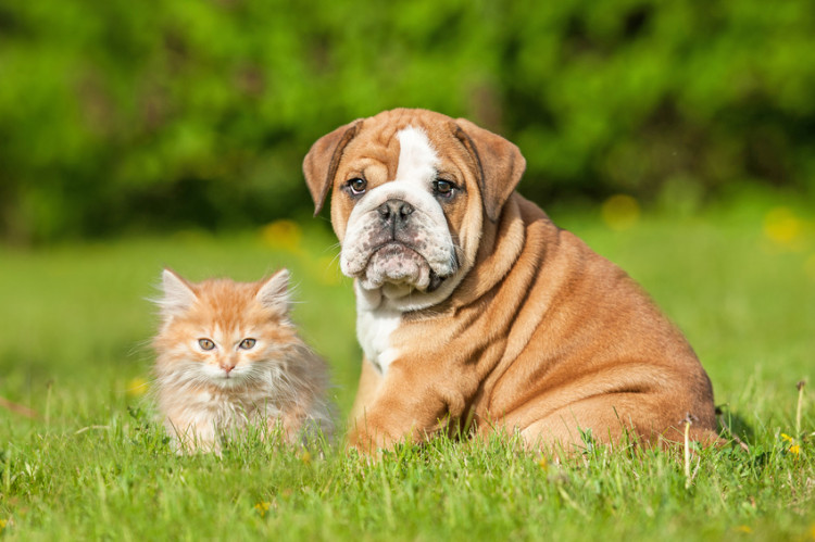 体温計をくわえる犬と子猫