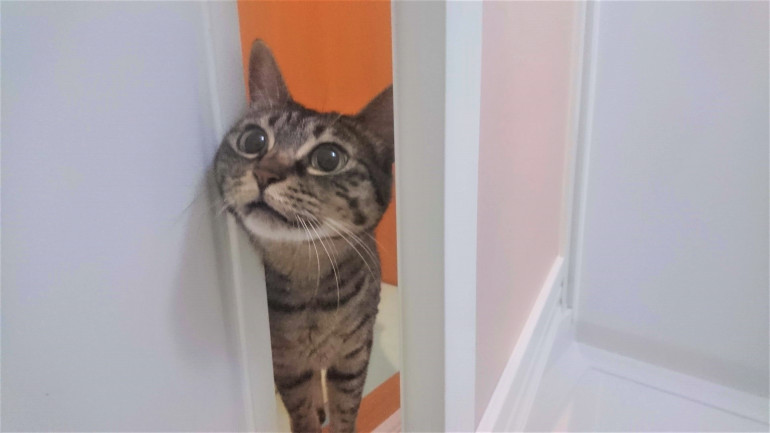 風呂場に侵入する猫