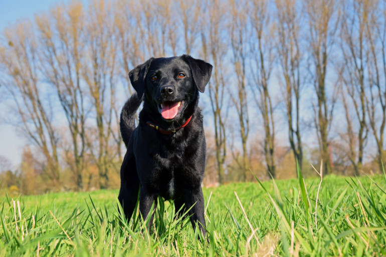 ラブラドールレトリバー