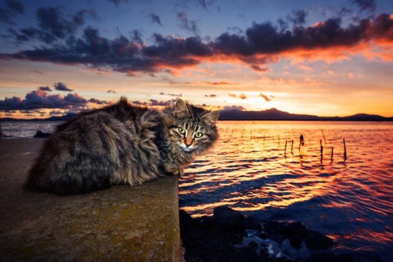 夕日を背にする猫