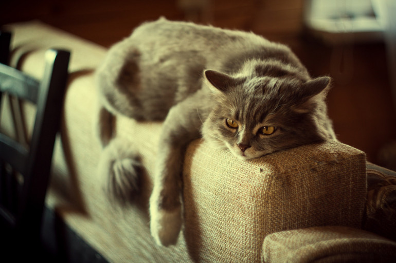 猫は夜行性じゃなかった 猫が夜活動する理由と対策 みんなのペットライフ
