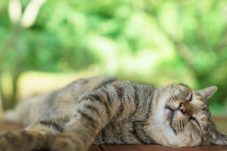 日中寝る猫