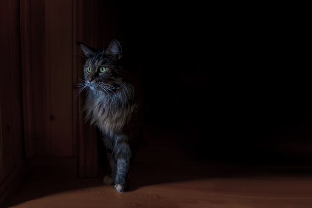 暗い部屋の中を歩く猫