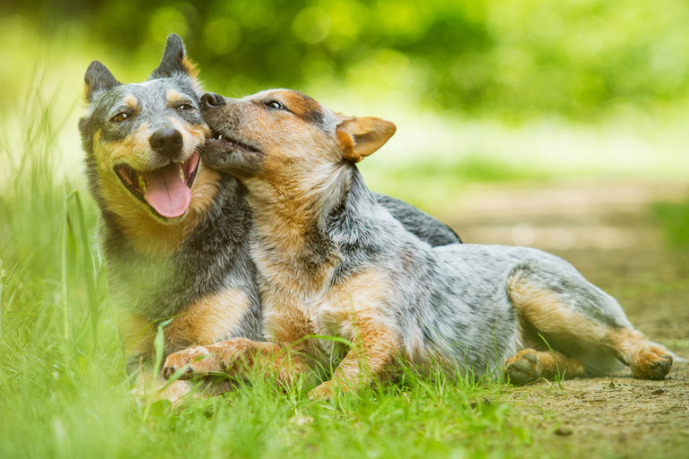 2匹の犬