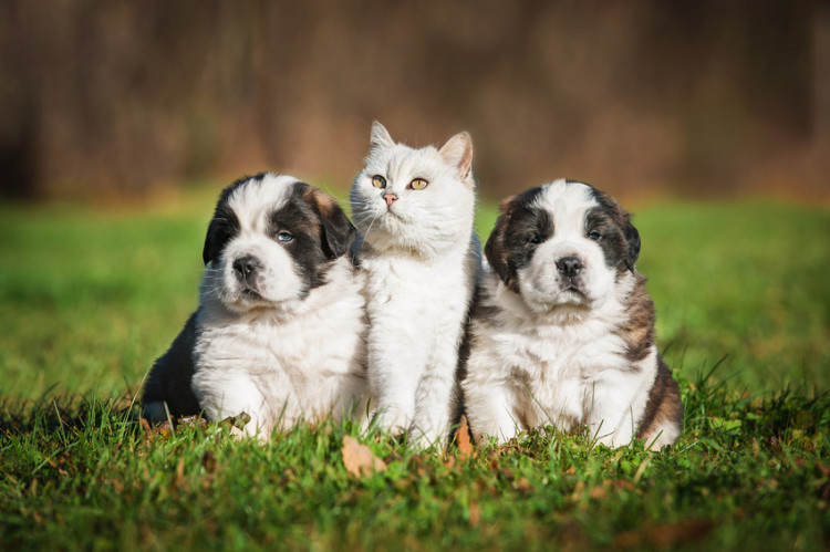 まるで猫 まるで犬 猫のような犬種 犬のような猫種をご紹介 みんなのペットライフ