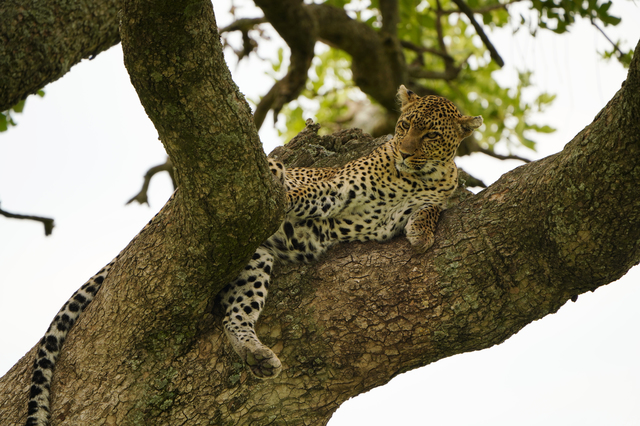 ヒョウ 違い ジャガー ジャガーとヒョウの違いは？知りたかったネコ科動物の特徴や見分け方