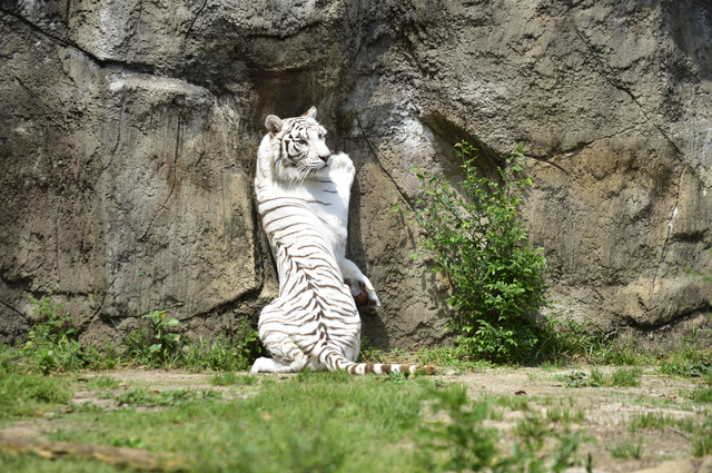 狭いところに入るホワイトタイガー