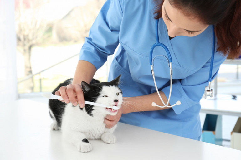 猫の歯を磨く看護士