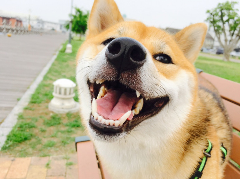 犬の笑顔のヒミツ どうして笑うの 笑っているときどういう気持ち みんなのペットライフ