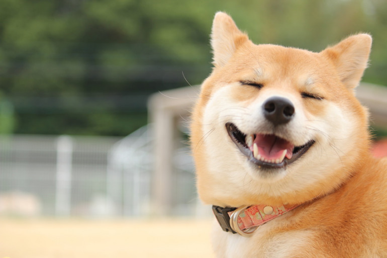犬の笑顔のヒミツ どうして笑うの 笑っているときどういう気持ち みんなのペットライフ