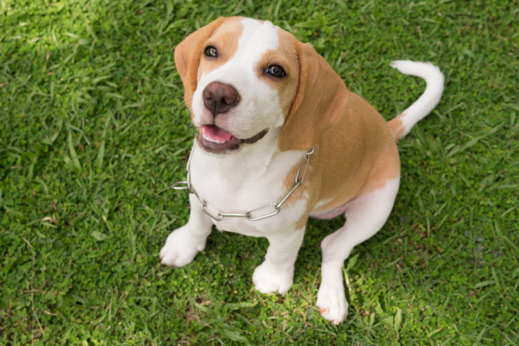 犬の笑顔のヒミツ どうして笑うの 笑っているときどういう気持ち みんなのペットライフ