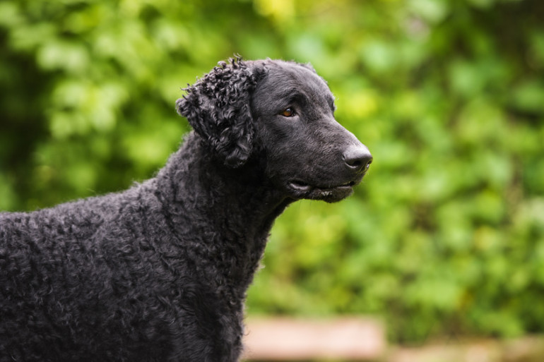 ウォータードッグってどんな犬 泳ぎ上手な賢い相棒 みんなのペットライフ ウォータードッグってどんな犬 泳ぎ上手な賢い相棒 みんなのペットライフ